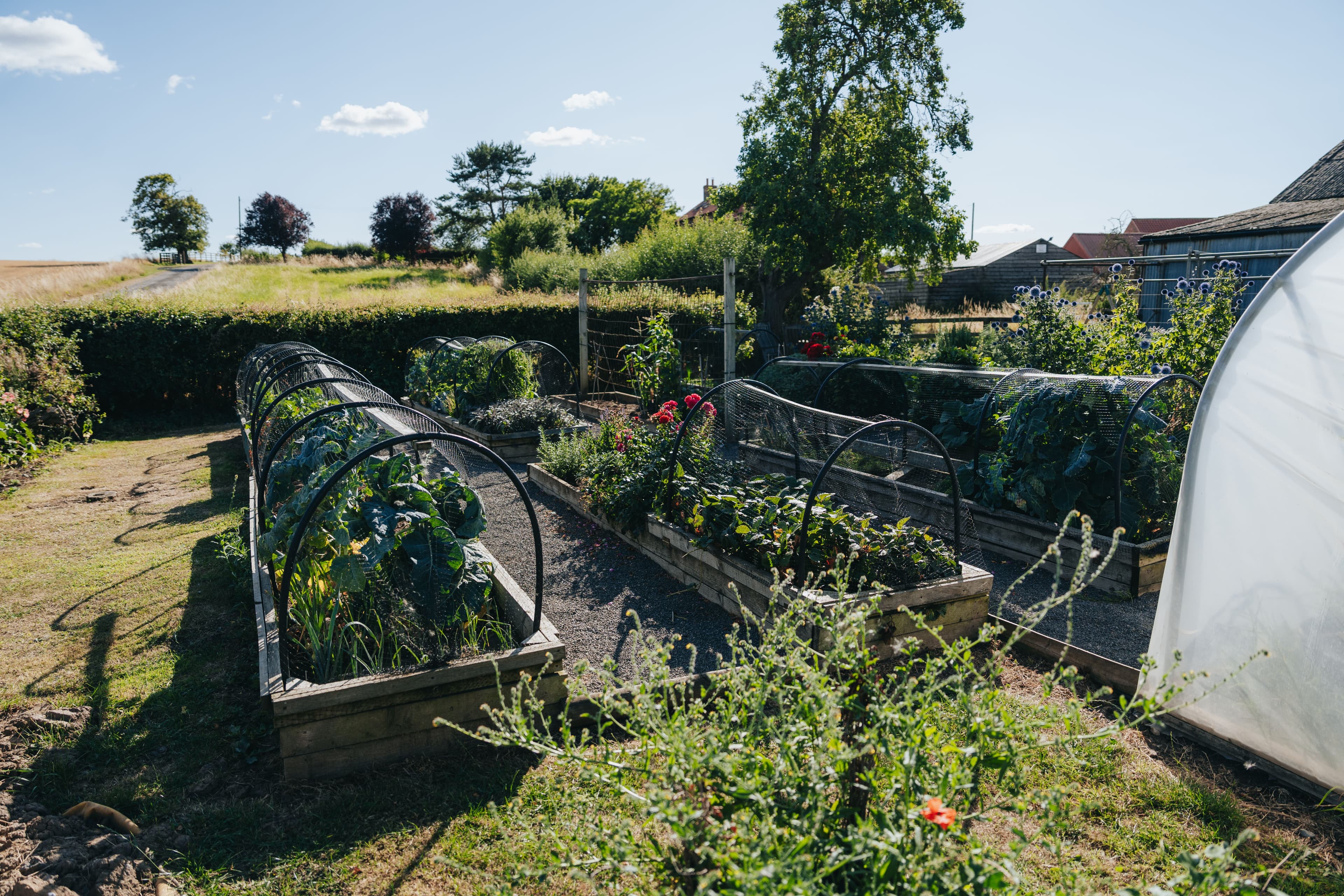 Peckish Kitchen Garden, Thirsk North Yorkshire