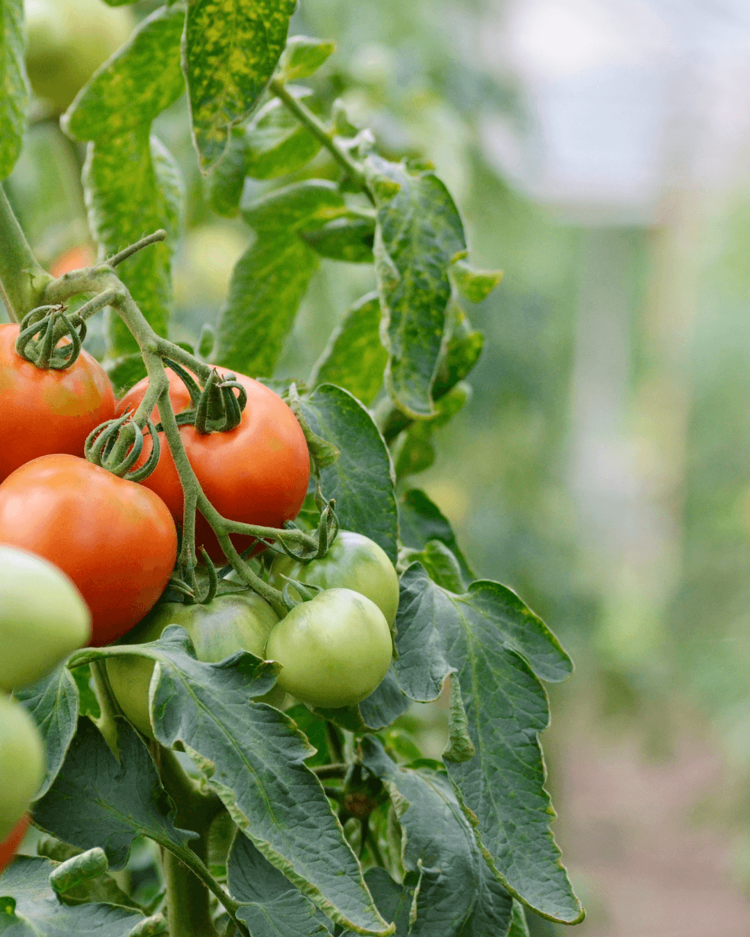 tomatoes growing on the vine at Newsham Kitchen Garden