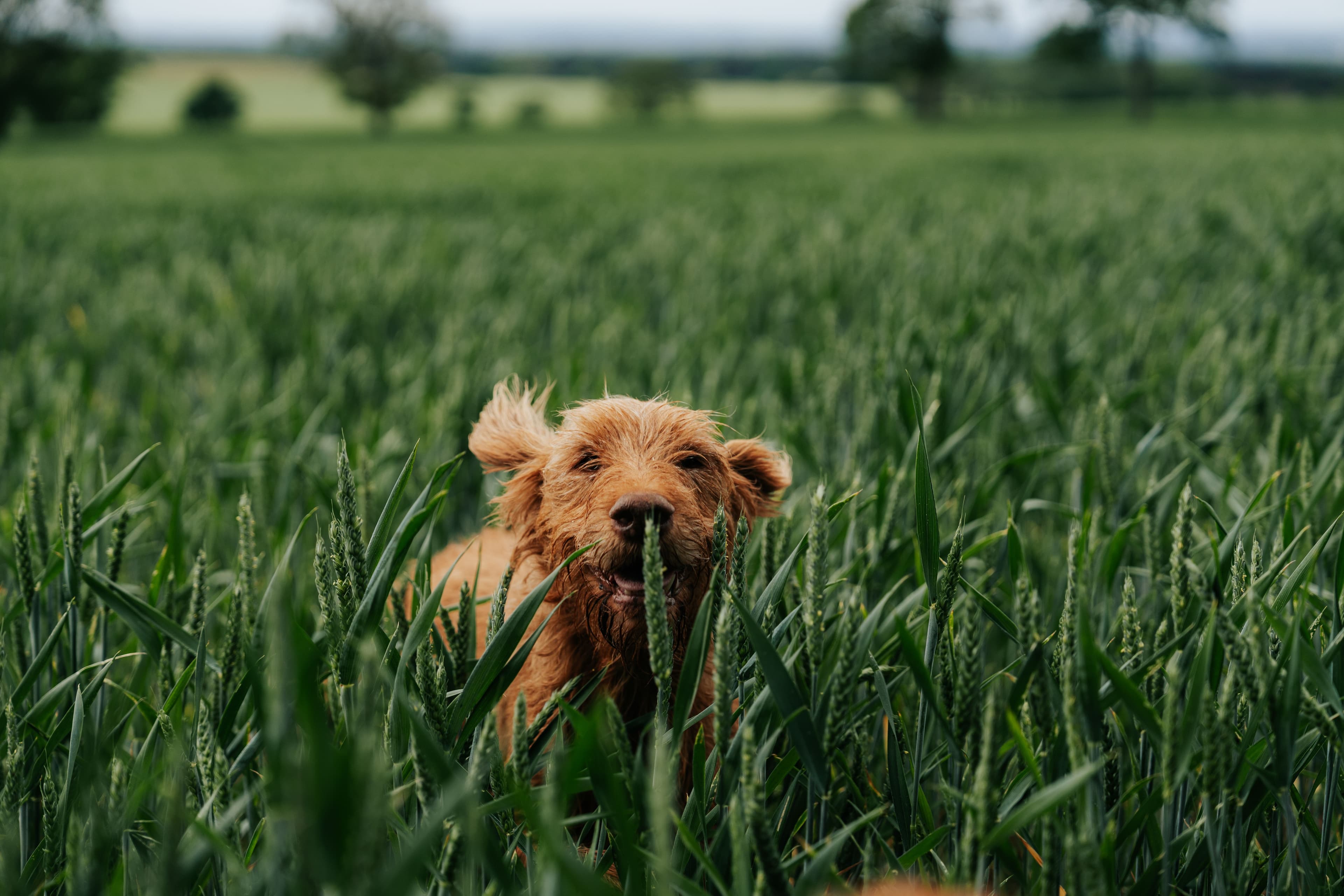 Great walks with the dog at Newsham, Thirsk