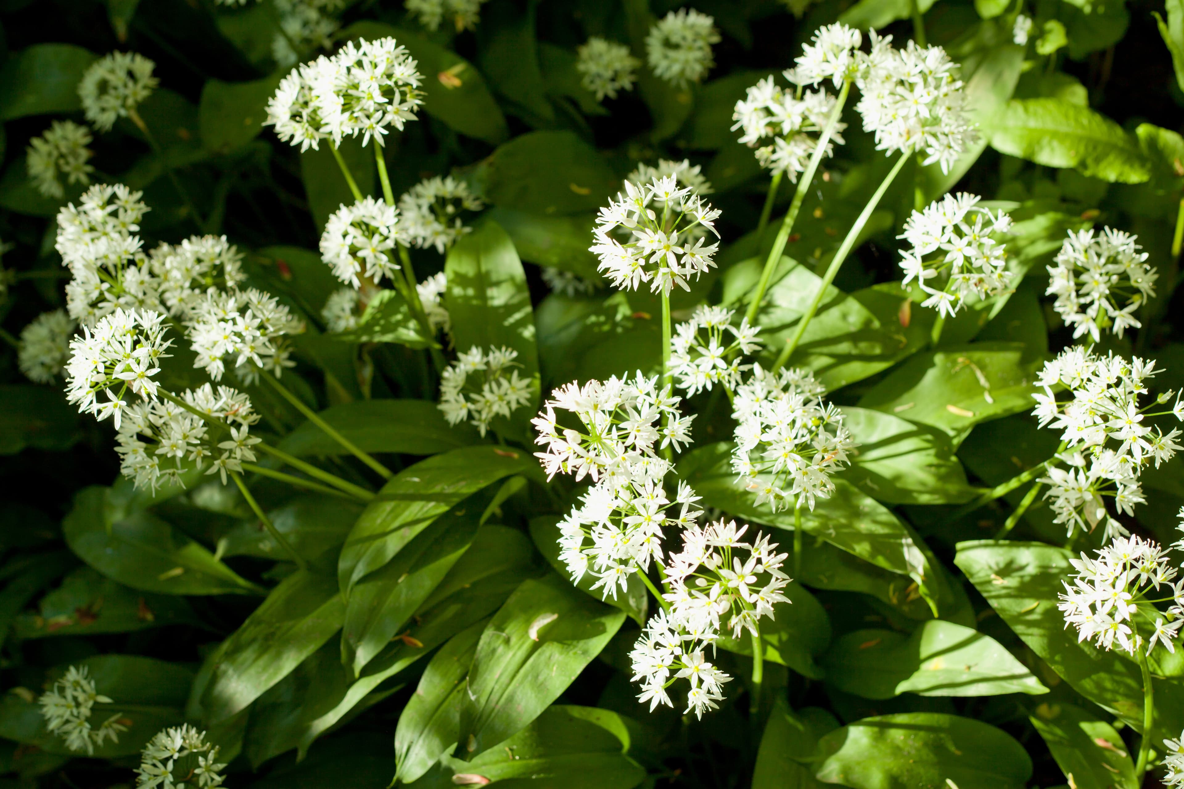 Wild Garlic at Newsham, Thirsk