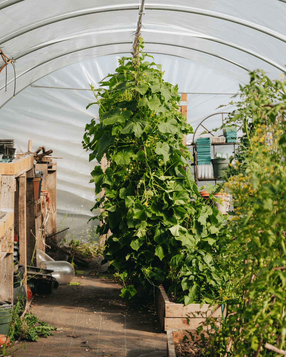 polytunnel at peckish kitchen garden