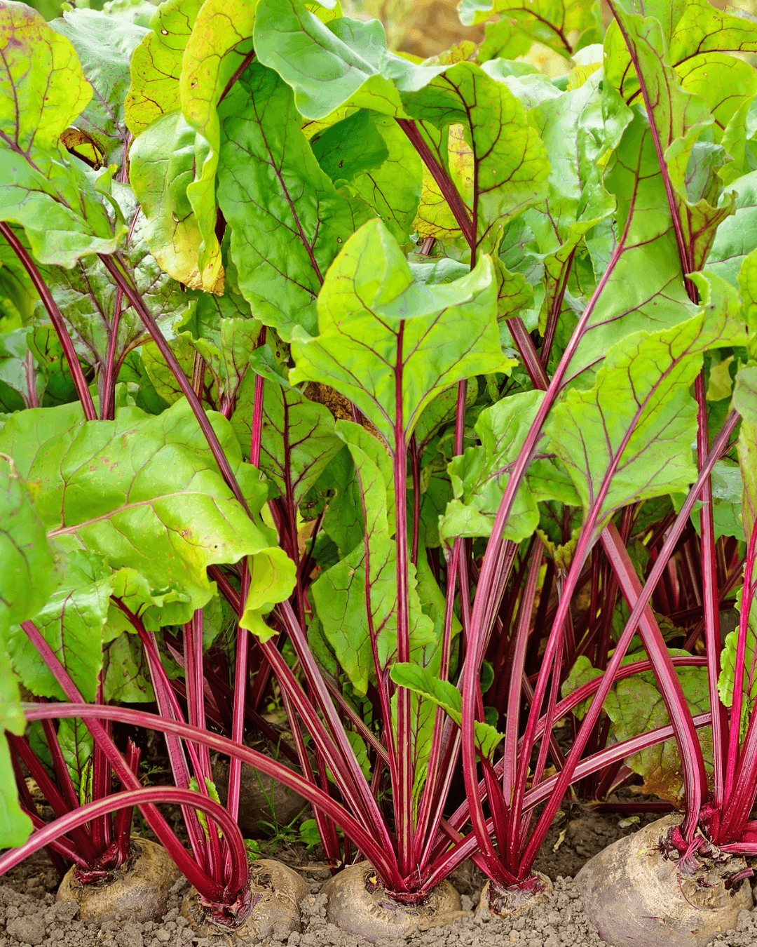 Beetroot in the Peckish Kitchen Garden